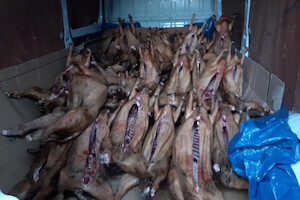 illegal-meat-nfcu.jpg