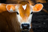 luke-stackpoole-cow-ear-tag-unsplash.jpg